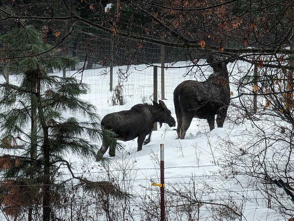 A mama moose and her calf pass through a yard in Rathdrum. (Photo by Kaylie Southworth)