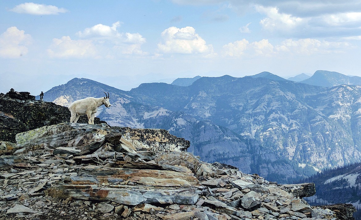 Mountain goats are iconic members of the Scotchman Peaks ecosystem.