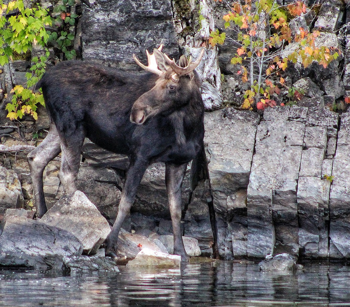 "This photo was taken while on a Chartered Cruise with Great Northern Nautical along the southern shores of Lake Pend Oreille in September of this year." (photo by Molly Bond)