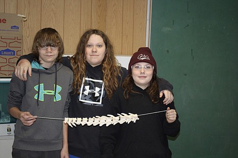 Devin Hill, Dylan Woerz and Cody Armstrong are a part of STEM restructuring a mountain lion then with epoxy, attaching them into their full skeleton. The finished project will be given to the Montana Natural History Museum in Missoula that will be positioned next to a mountain lion mount showing the bone structure in the same position. (Photo provided)