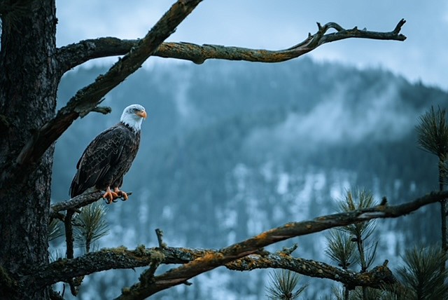 Bald Eagle at Higgins point in December 2022. (photo by Derek Butler)