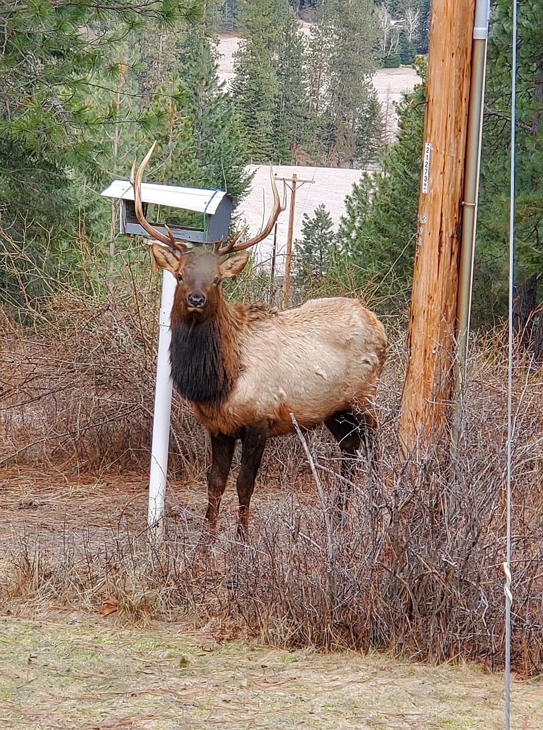 "This bull enjoyed the seed in our bird feeder." (photo by  Elena Nelson)