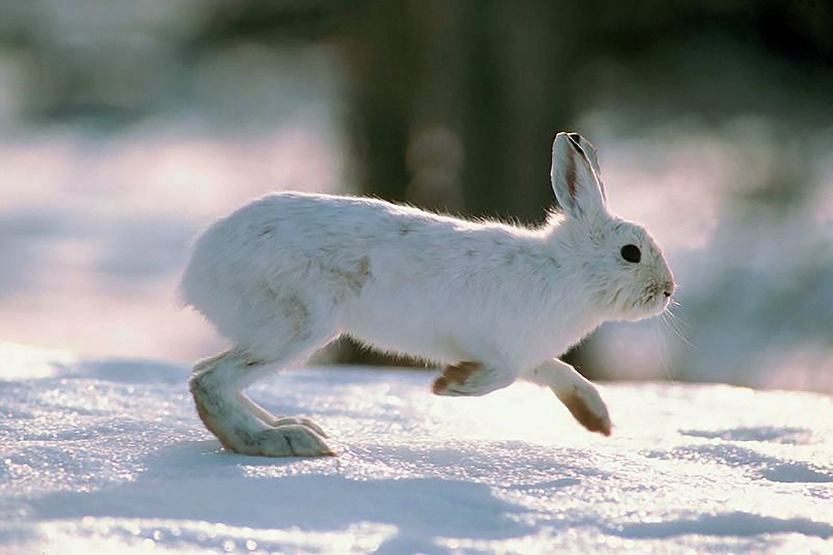 Going after small game, such as this snowshoe rabbit, with a .22 long rifle or shotgun is an excellent way to stay active and fill your freezer