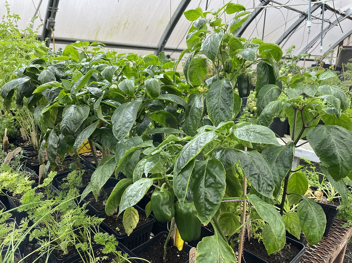 Green peppers growing in pots in one of Moses Lake High School greenhouses.