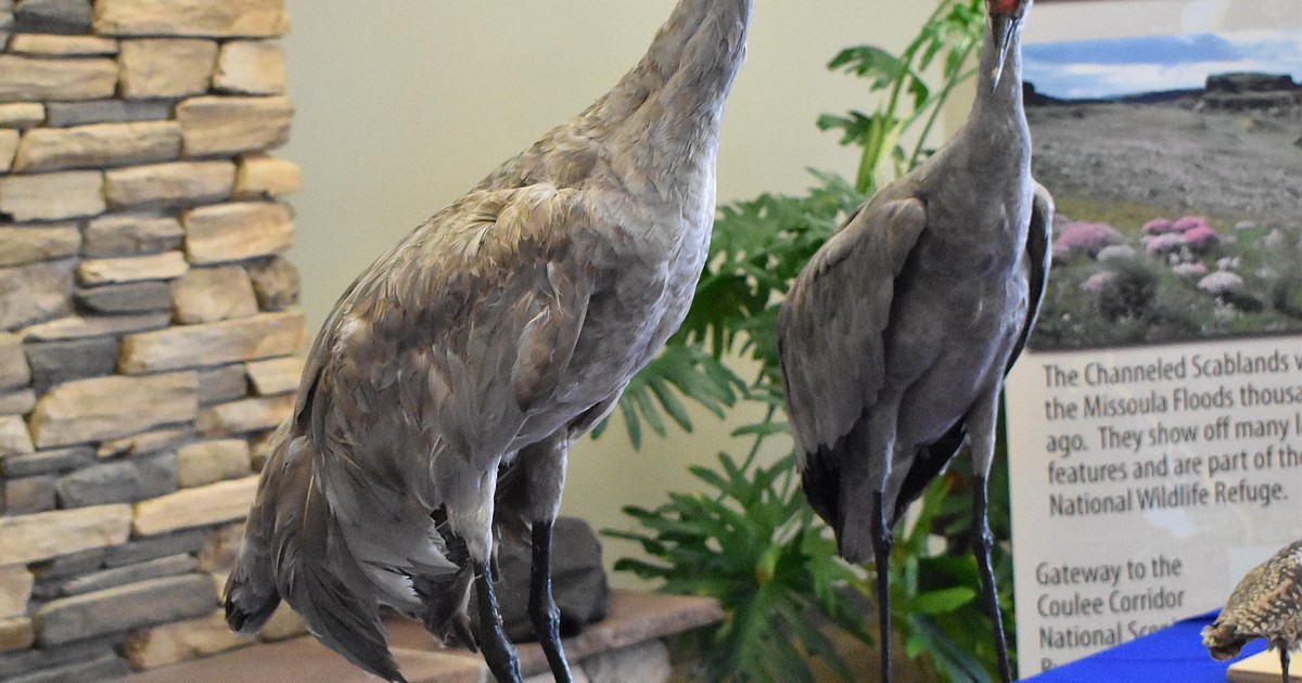 Othello Sandhill Crane Festival to celebrate 25 years Columbia Basin