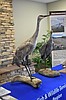 Othello Sandhill Crane Festival to celebrate 25 years