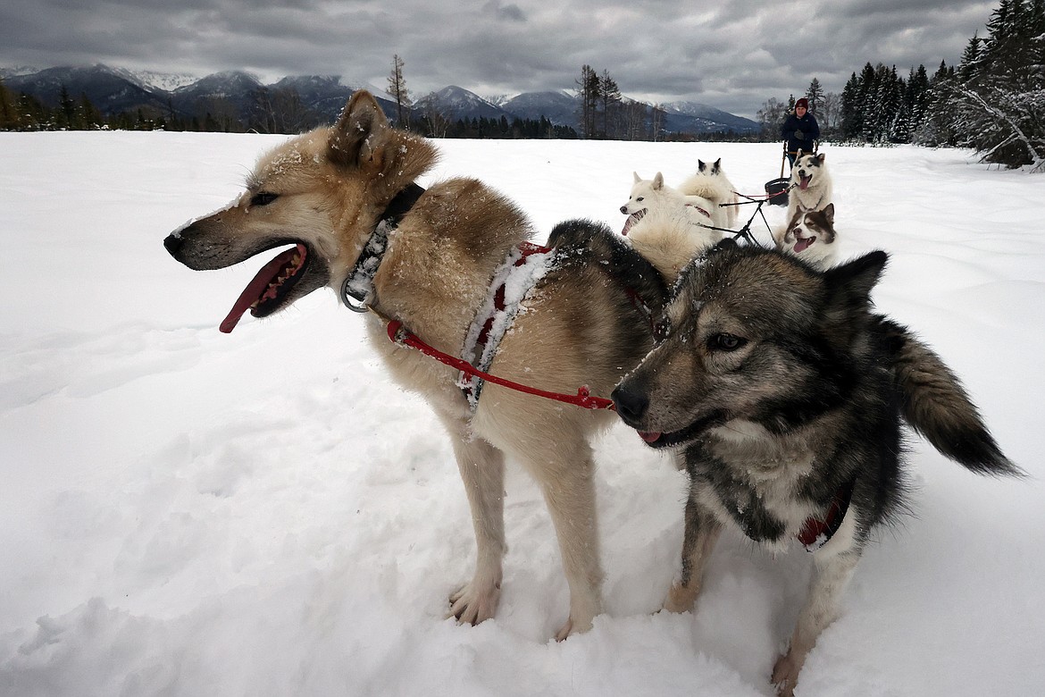 Base Camp Bigfork sled dogs out on a run. Owner Mark Schurke said much like wolves, Inuit dogs establish rank and order, so a strong leader takes the front. (Jeremy Weber/Bigfork Eagle)