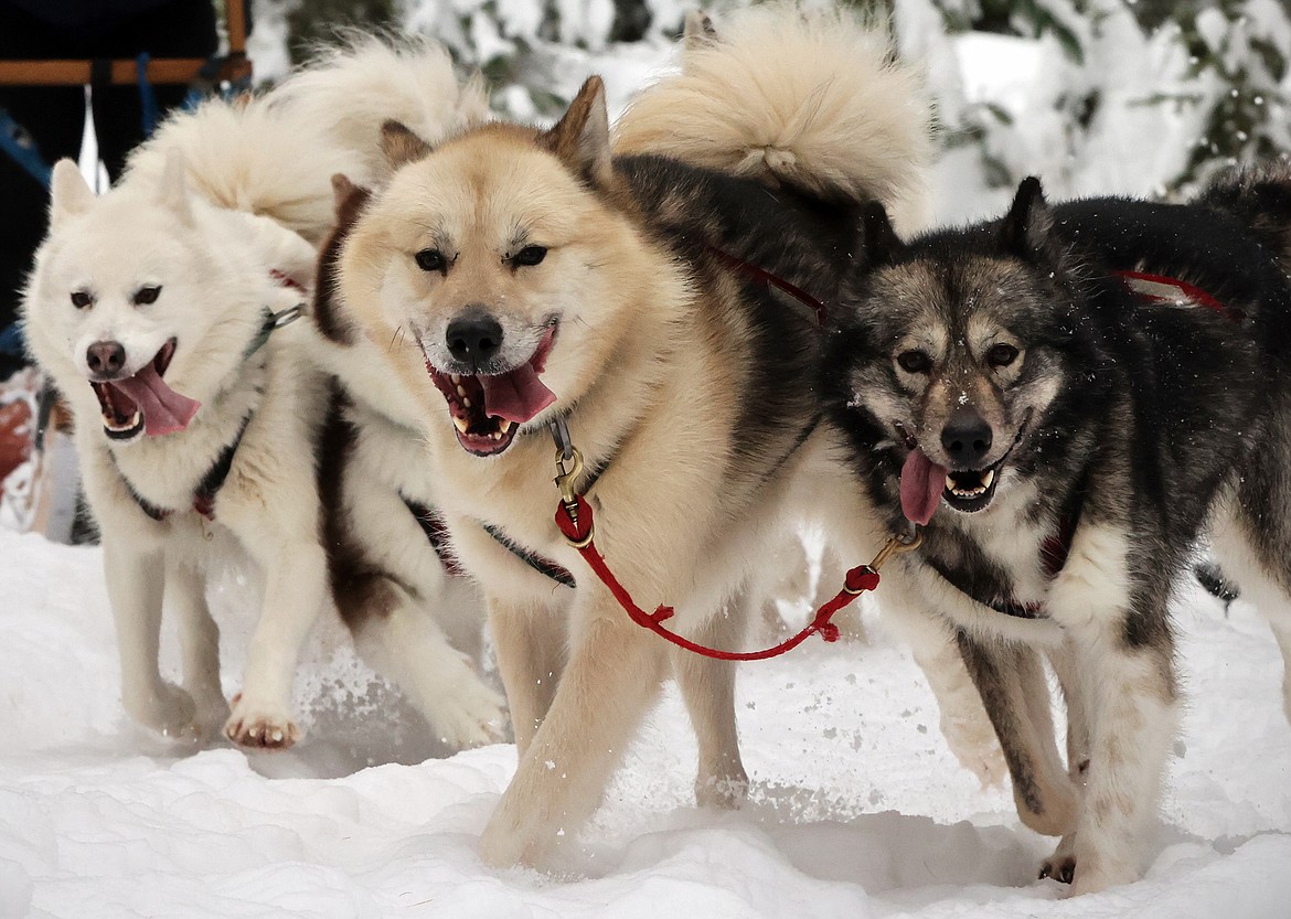 Base Camp Bigfork sled dogs out on a run. (Jeremy Weber/Bigfork Eagle)