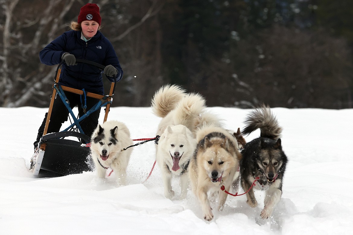 Taylor Inman takes the dogs for a run at Base Camp Bigfork. (Jeremy Weber/Bigfork Eagle)