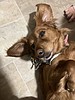 More North Idaho pets