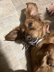Marley, a longhair dachshund. Submitted by Cecily Goldman.