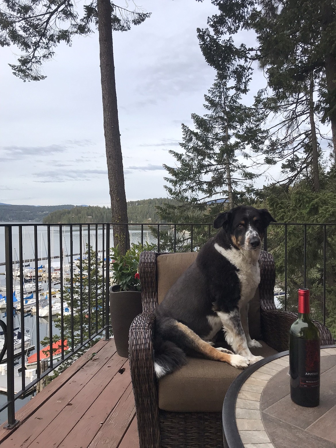 Uncle Sam was born on the Fourth of July and enjoys sitting on the deck overlooking Lake Coeur d'Alene. Submitted by Dave Beguelin.