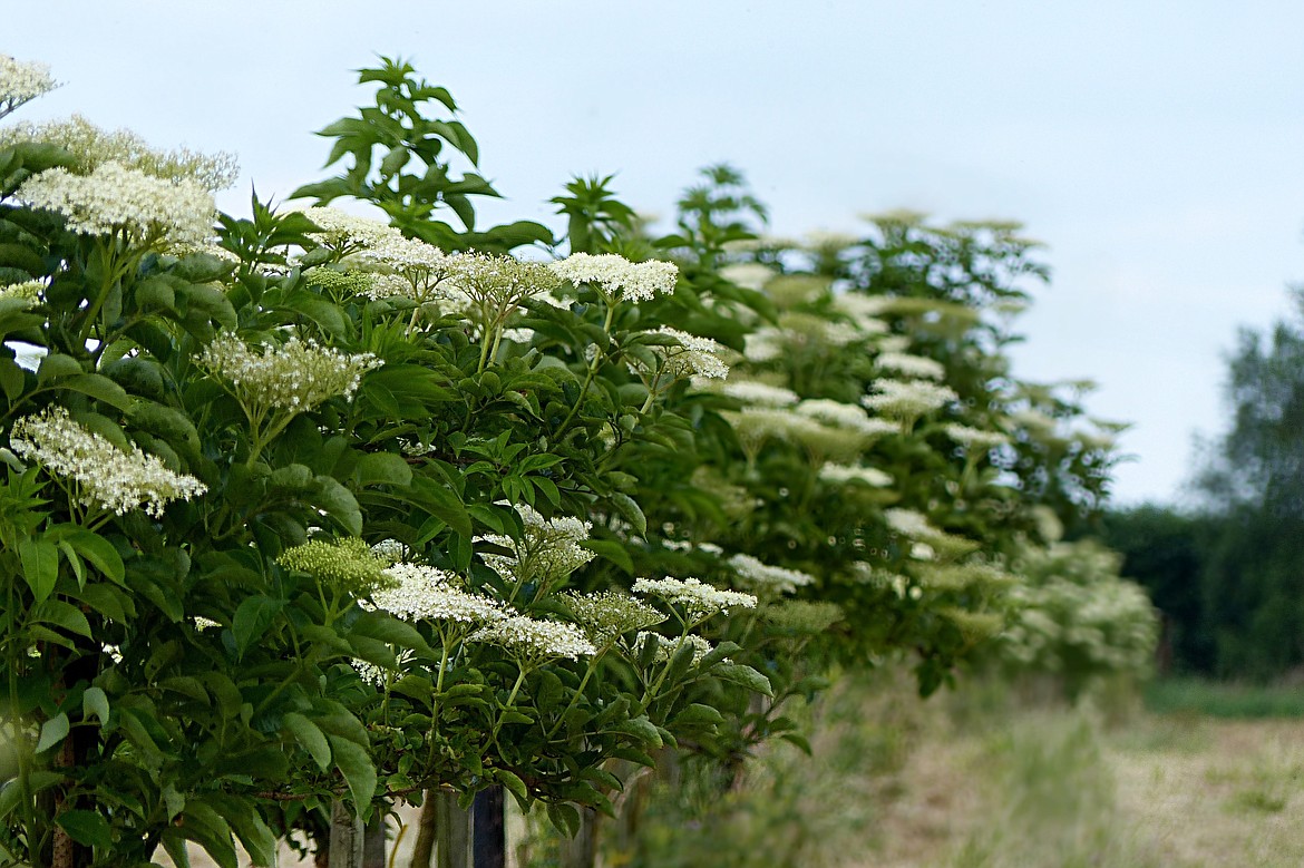 If trees are the bones of the landscape, shrubs — including small, ornamentals such as the elderberry — are the form and flesh that make it beautiful.