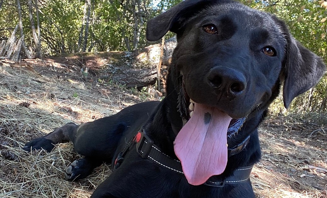 OUR NORTH IDAHO PETS Coeur d'Alene Press