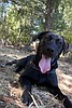 OUR NORTH IDAHO PETS