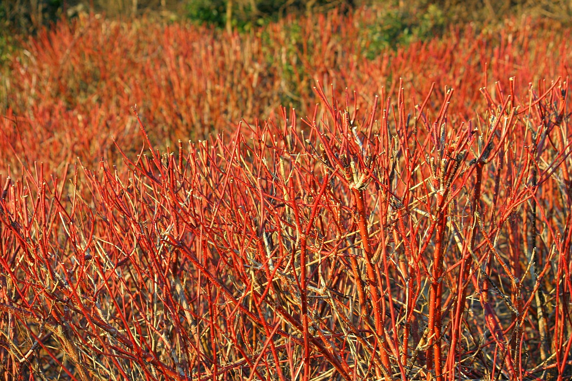 Osier dogwood are among the colorful cultivars that have become available to gardeners that are hardy enough to stand up the region's sometimes harsh winters but deliver plenty of beauty.