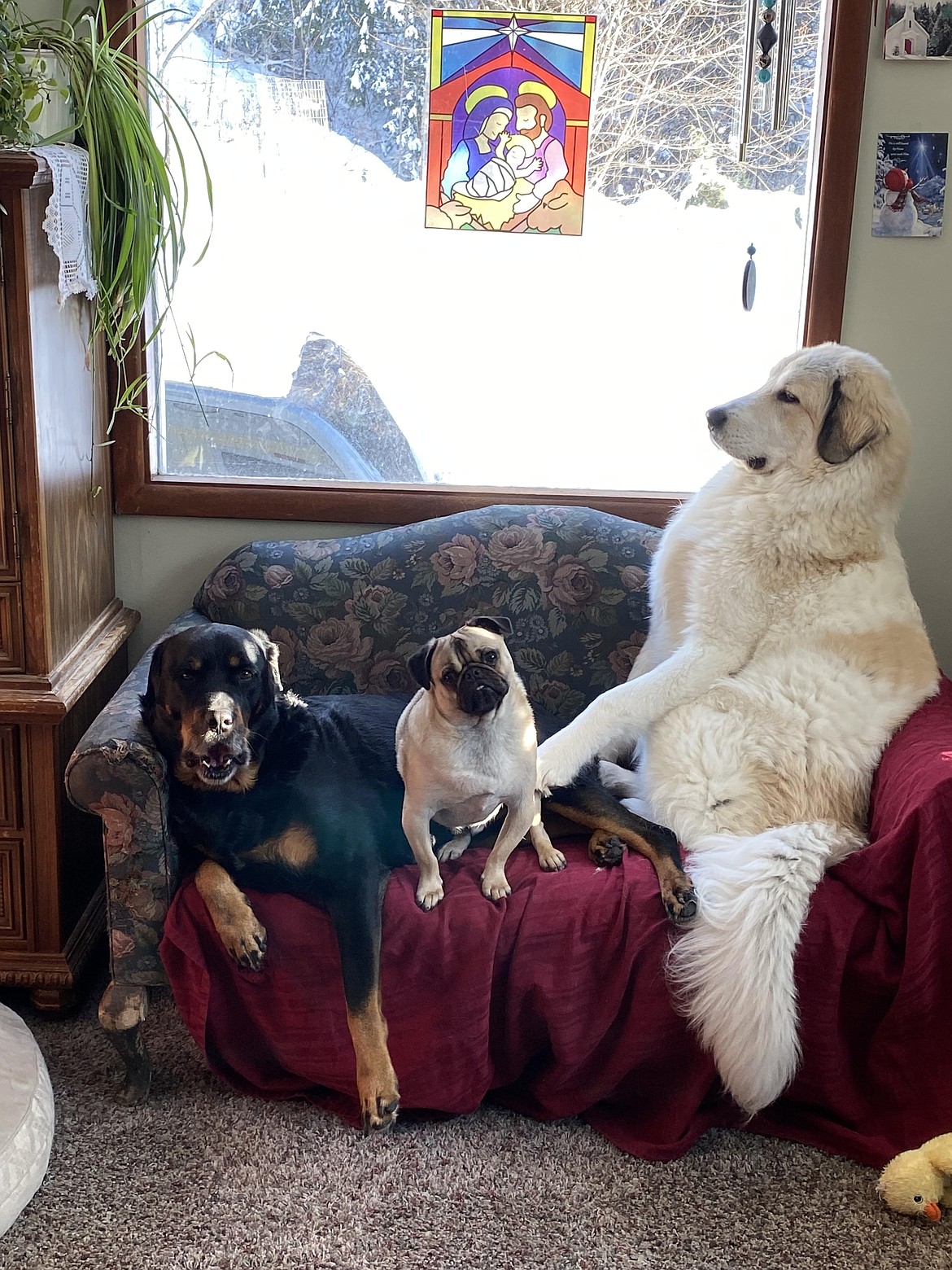 Cyrus, the Rottweiler; Don, the pug; and Great Pyrenees-Anatolian shepherd, Nacho aka Buddy; sit on the couch together. Submitted by Roger Crigger.