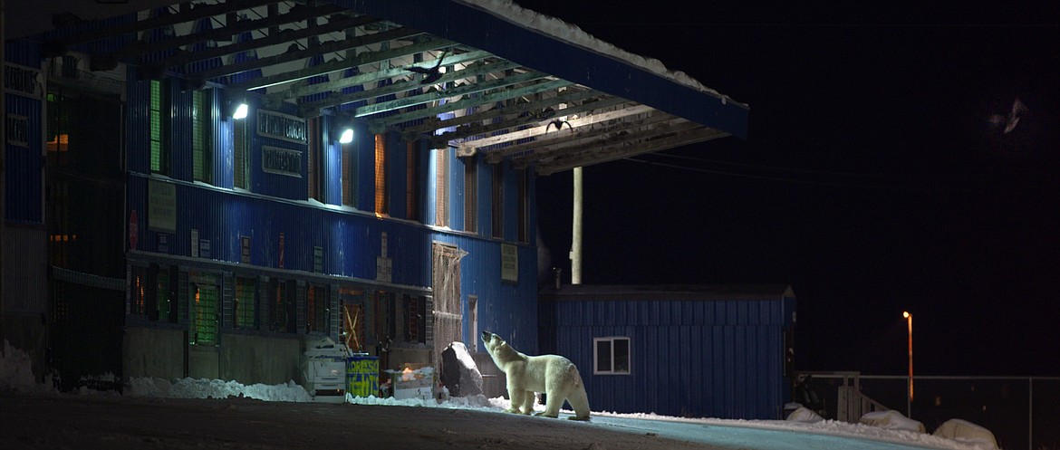 In "Nuisance Bear", the films takes a look at how Churchill, Manitoba, has become famous as an international destination for photographing polar bears. But what do they think of the people who come to watch them?