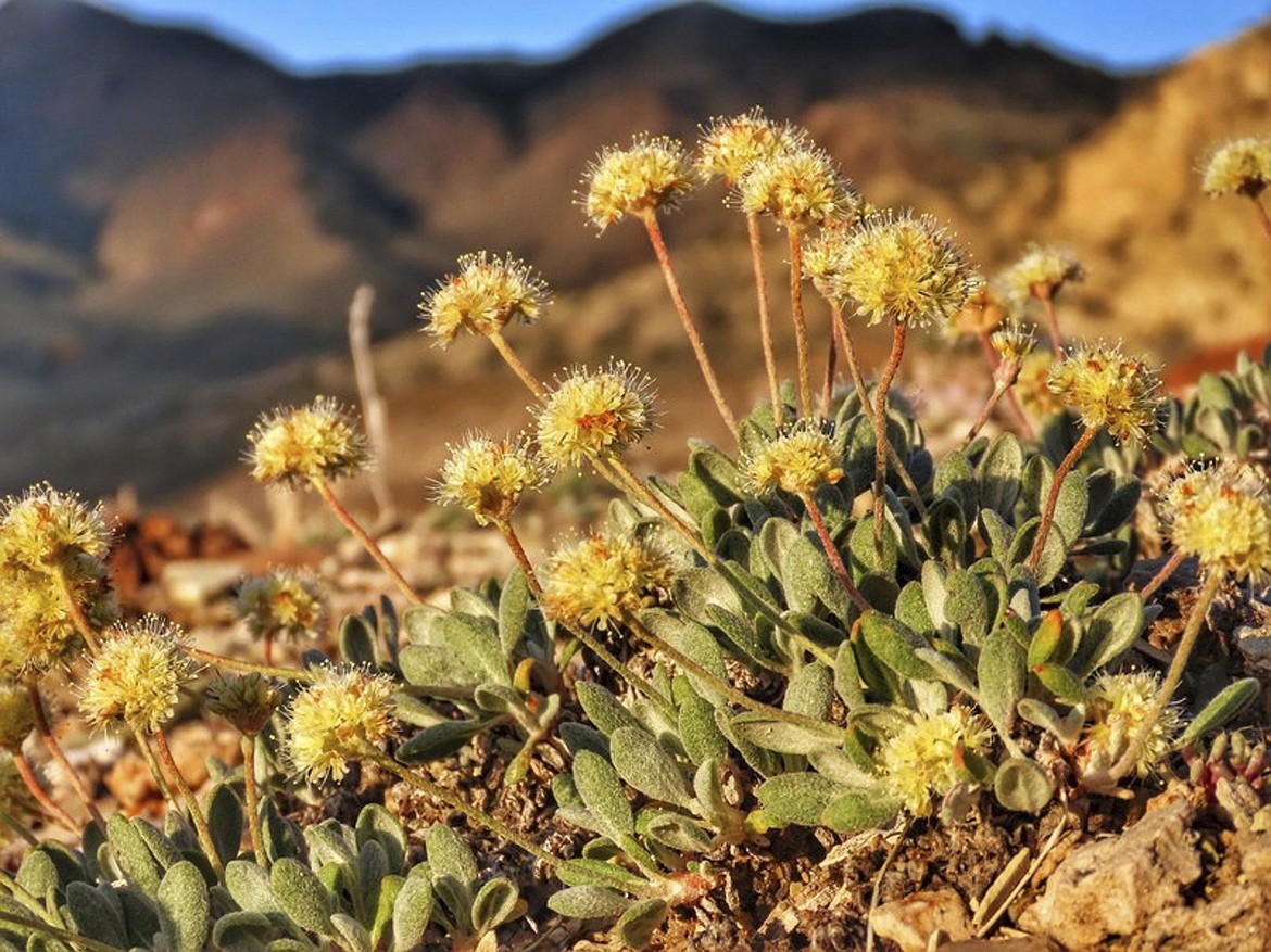 FILE - In this photo provided by the Center for Biological Diversity, Tiehm's buckwheat grows in the high desert in the Silver Peak Range of western Nevada about halfway between Reno and Las Vegas, in June 2019, where a lithium mine is planned. The U.S. Department of Energy on Friday, Jan. 13, 2023, announced a conditional loan of $700 million to an Australian mining company to pursue a proposed lithium project in Nevada. But the project still faces a significant hurdle in developing a mining operations plan that will provide adequate protection for the endangered Nevada wildflower, Tiehm's buckwheat. (Patrick Donnelly/Center for Biological Diversity via AP, File)