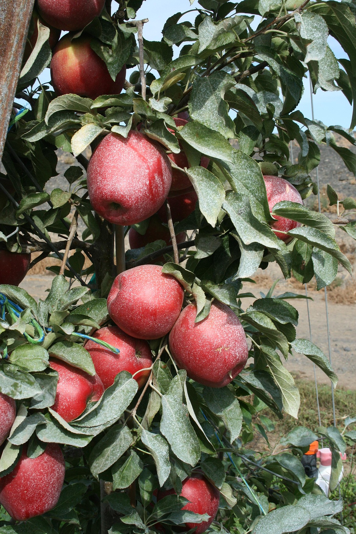 Retaliatory tariffs and congestion at U.S. ports have scrambled the export market for Washington fruit growers, including apple growers. Pictured, apples ready for harvest in a Royal City-area orchard.