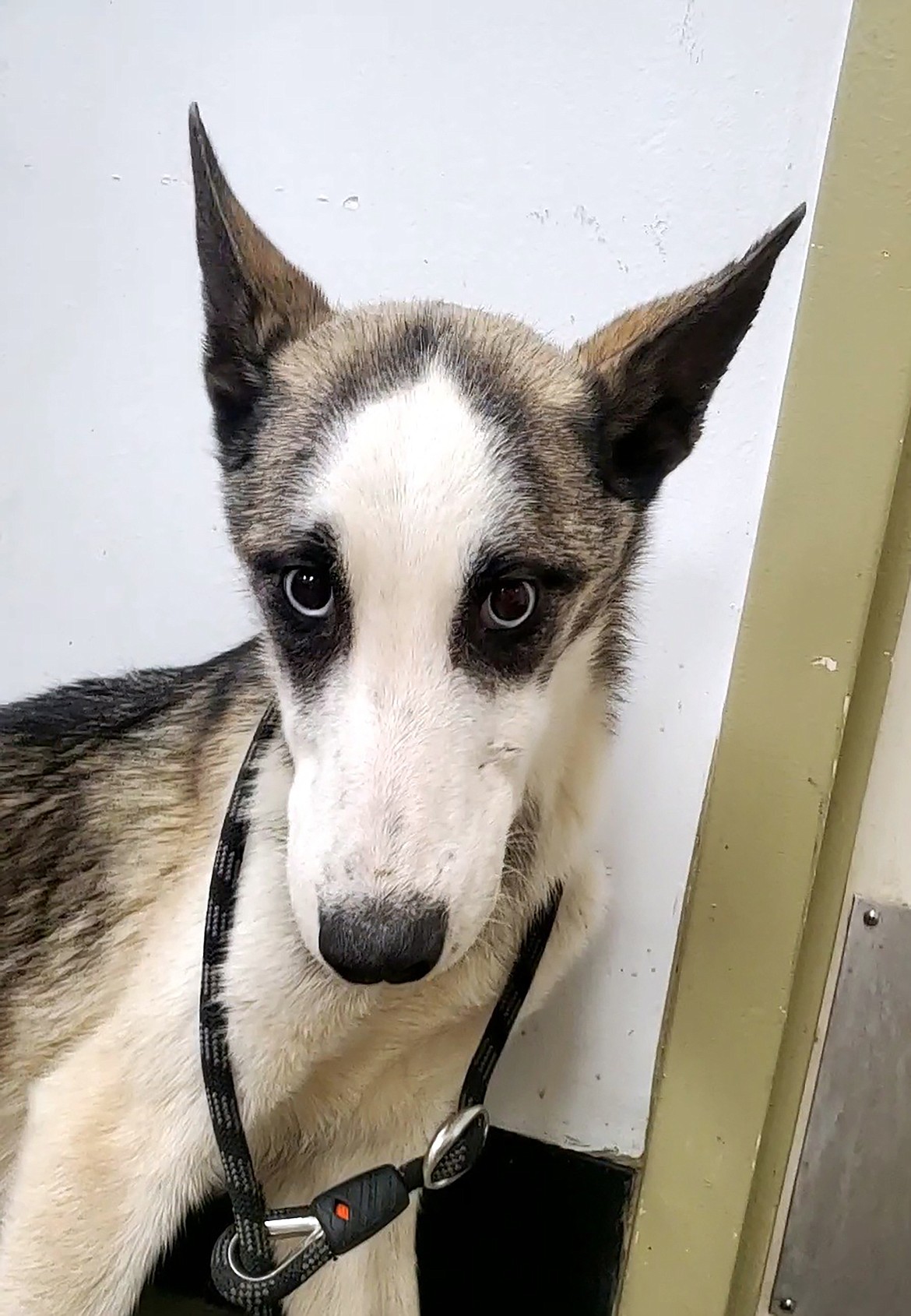 One of at least 18 dogs found abandoned at several locations in the area. The discovery has lead to an animal neglect investigation by the Bonner County Sheriff's Office.