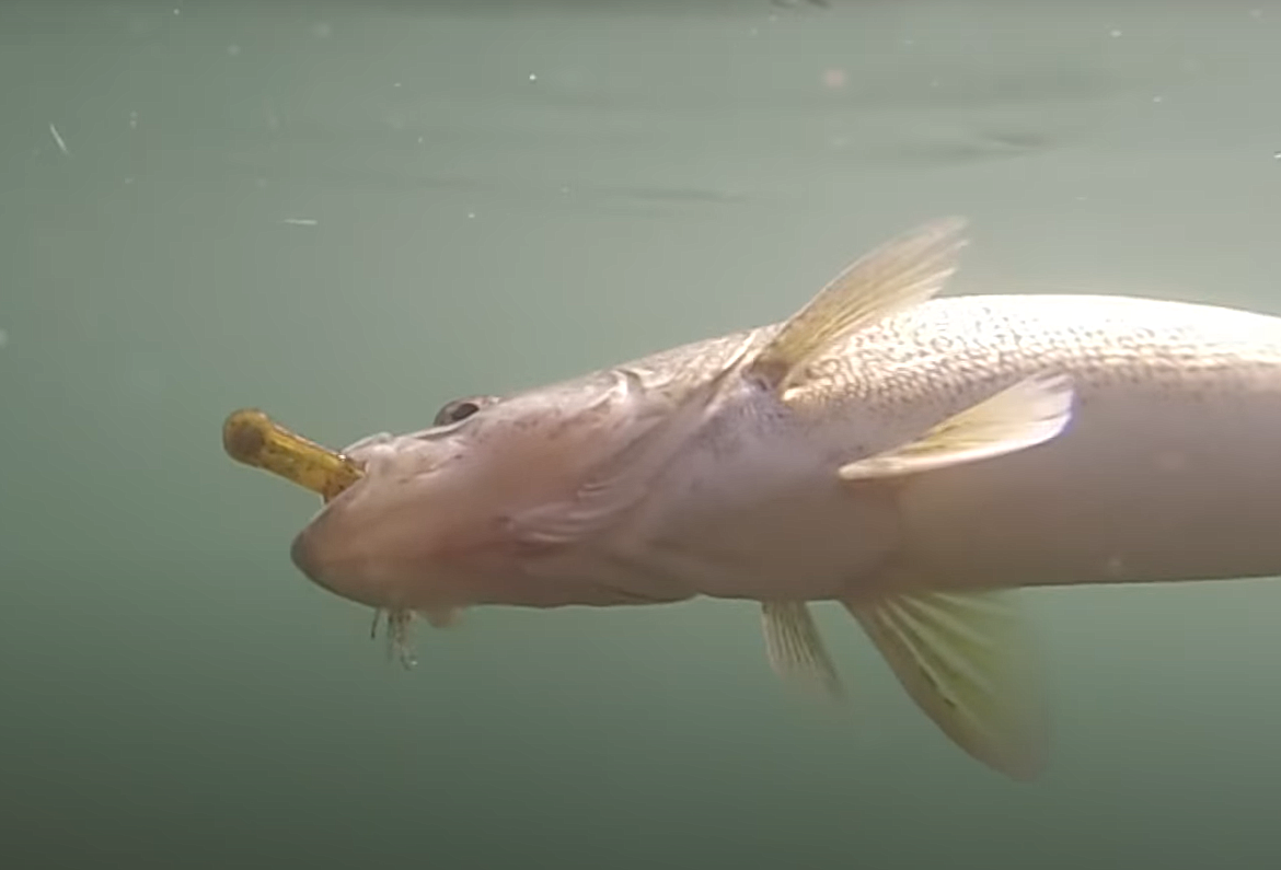 A walleye on the hook fights against the fisherman reeling it in. The quality of walleye fishing and recreation in general on the actual body of water in Moses Lake is closely monitored by the Washington State Department of Fish and Wildlife.