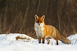Fun and fancy fox facts