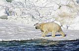 Rare attack: 2 dead in polar bear mauling in Alaska village