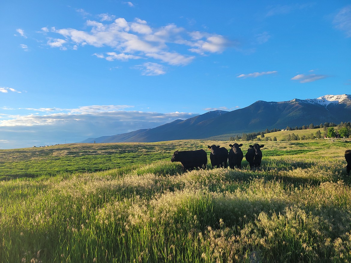 Cattle graze on E&S Ranch in Eureka, Montana. (Photo courtesy of Montana Mountain Angus)