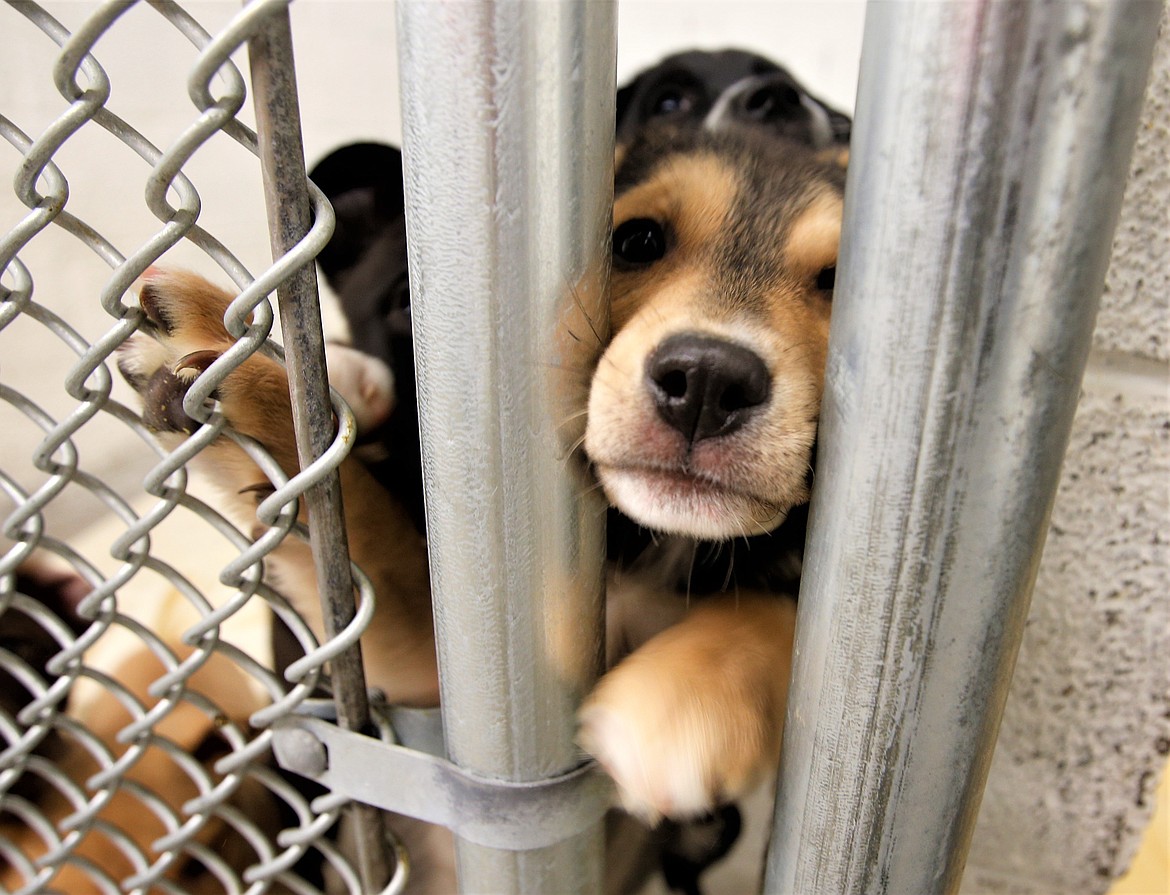 One of 38 puppies brought to the Kootenai Humane Society from Texas peeks through a kennel gate on Wednesday.