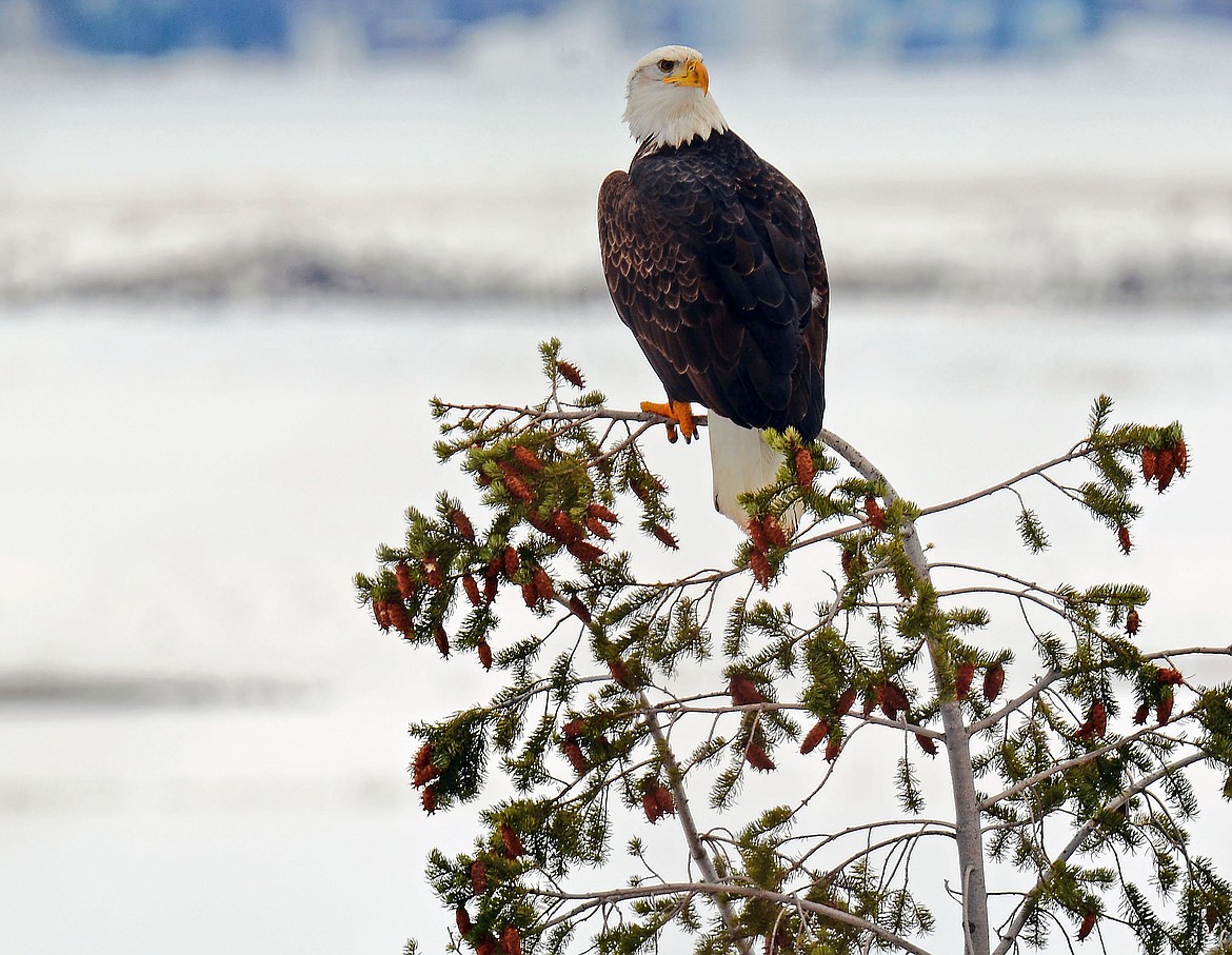 Jim Howes shared this Best Shot of a bald eagle taken near Copeland earlier this month. Send your own photos for Best Shot or I Took The Bee to the Daily Bee, P.O. Box 159, Sandpoint, Idaho, 83864; to news@bonnercountydailybee.com.