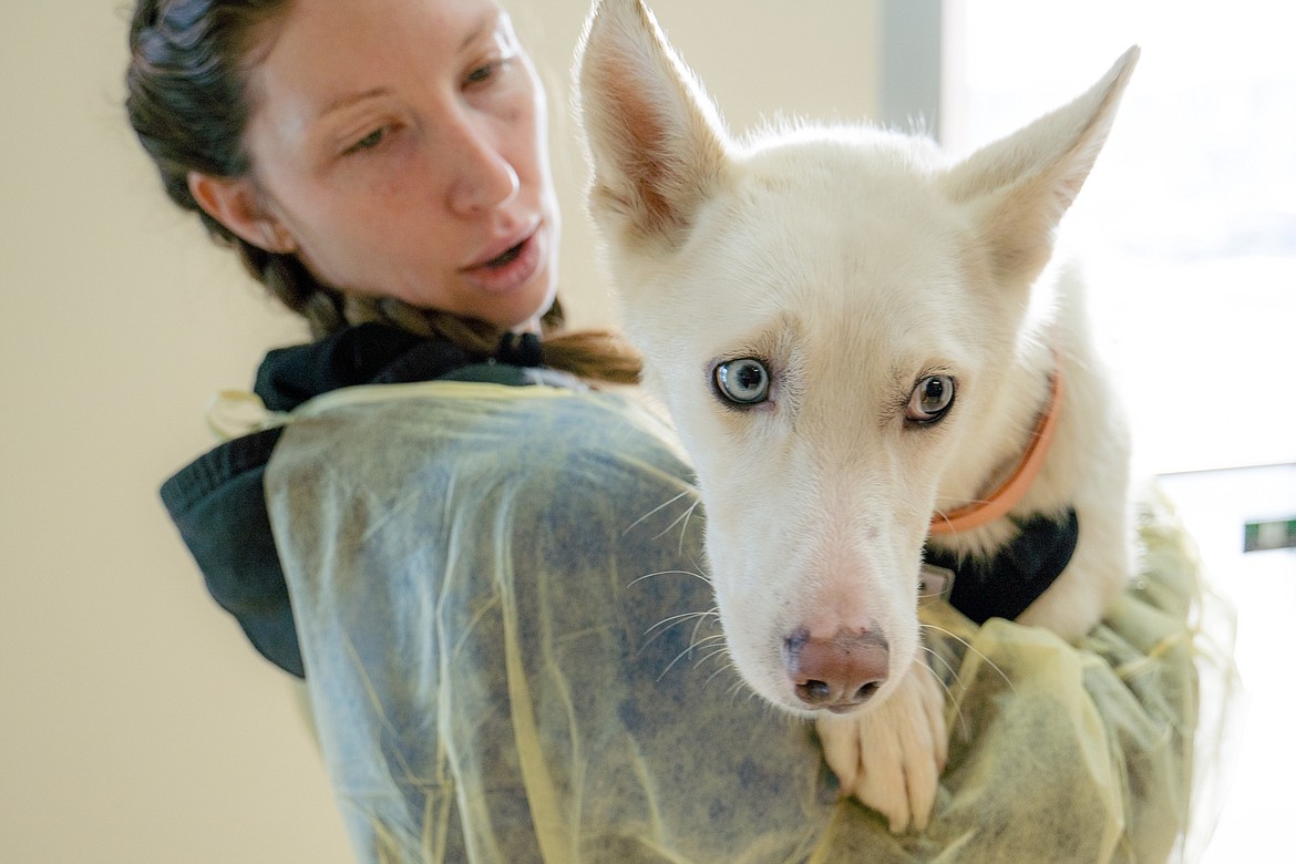 One of the husky-type dogs found abandoned throughout the region gets some love from a Better Together Animal Alliance worker.