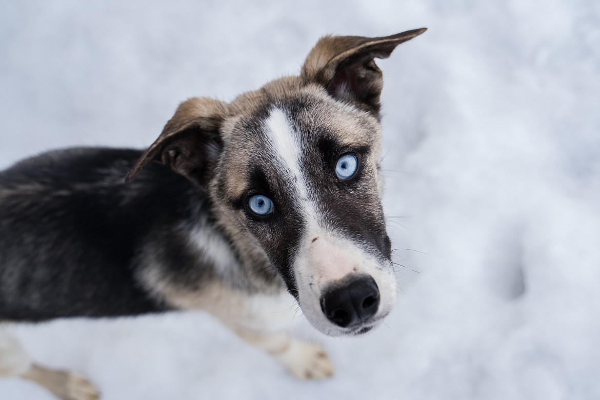 One of the husky-type dogs found abandoned throughout the region gives the camera a curious look.