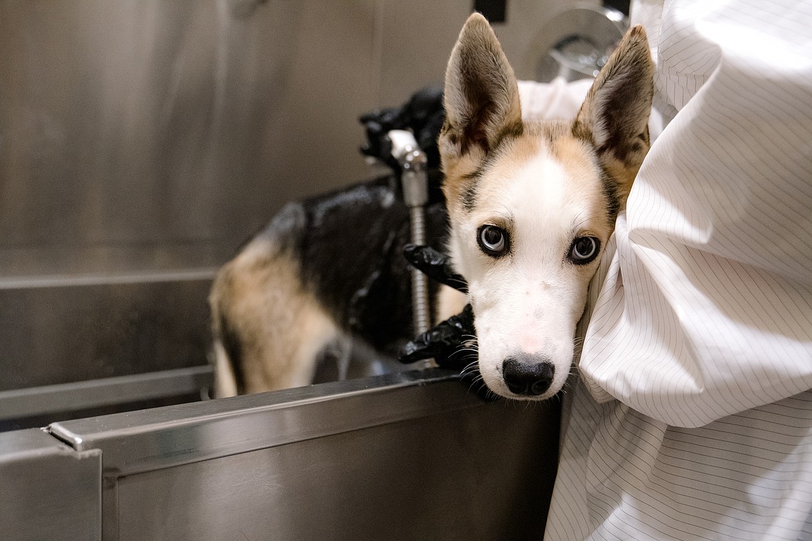 A Better Together Animal Alliance worker gives one of the nine husky-type dogs being cared for at its facility a bath. The dog was one of 18 dumped around the region, prompting an animal neglect investigation by the Bonner County Sheriff's Office.