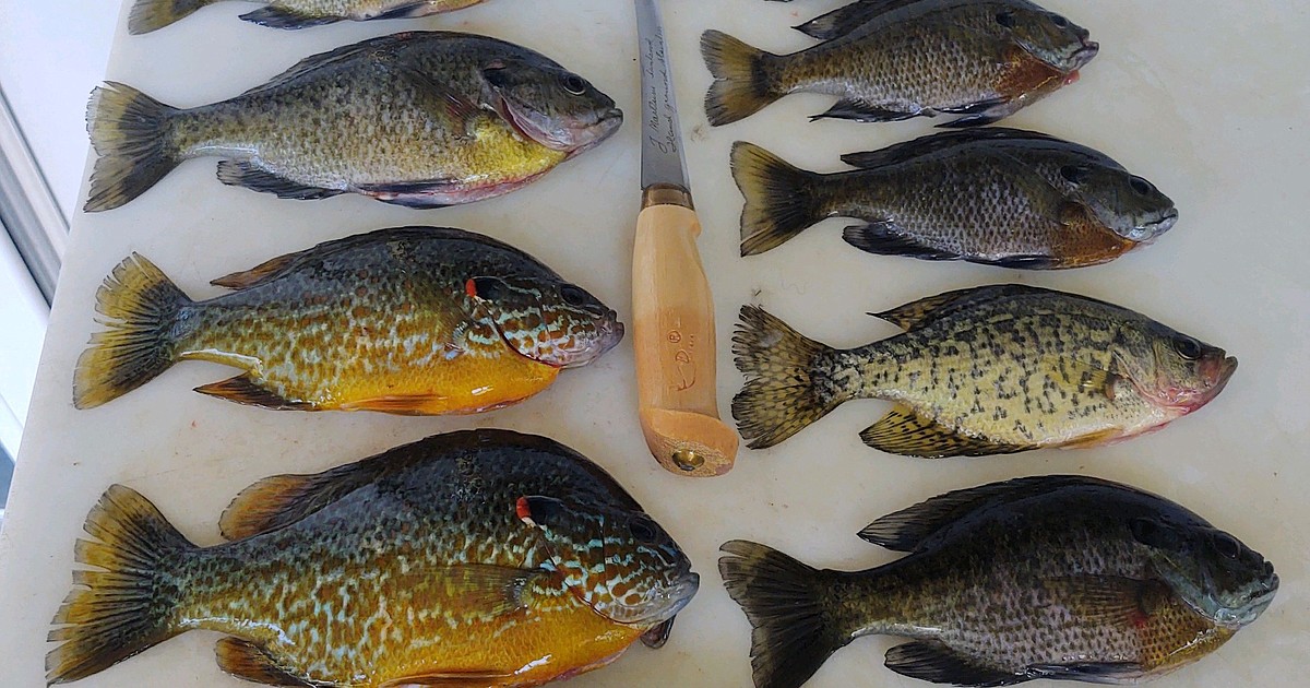 OUR GEM: Cd'A Basin - Fish Consumption Advisory