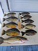 OUR GEM: Cd'A Basin - Fish Consumption Advisory