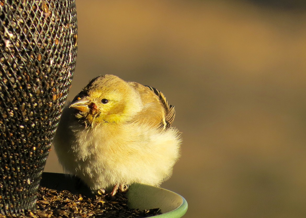 A female American Goldfinch with potential salmonellosis, to protect against spreading disease, Idaho Fish and Game officials said it's critical that residents keep feeders and birdbaths tidy by disinfecting them at least once a month.