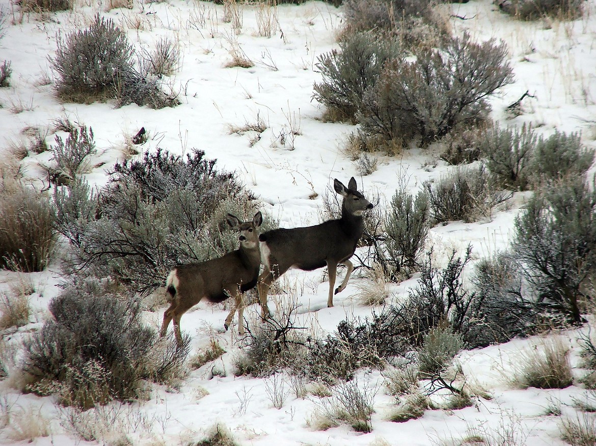 Winter is a hard time for Idaho’s wildlife, especially for big game animals, like deer and elk, that migrate to lower elevations and spend winter closer to people than during other seasons. Idaho Fish and Game officials said residents can help them best by leaving them alone.