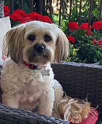 Coeur d’Alene resident Eileen Davidson captured this photo of Lottie relaxing on her front porch.
