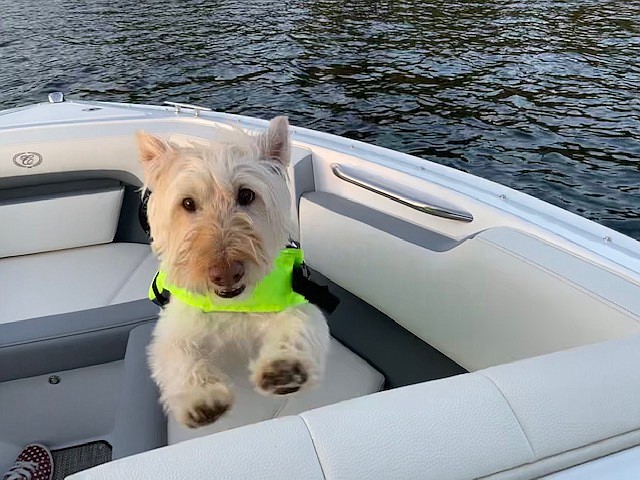 Sadie the Scotty soaks in the warm weather during a day on the lake with owner Robert Ferrell.