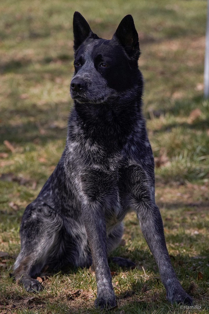 Peter Hamilton of Hayden captured this photo of Spruce, his family’s 2-year-old blue heeler.