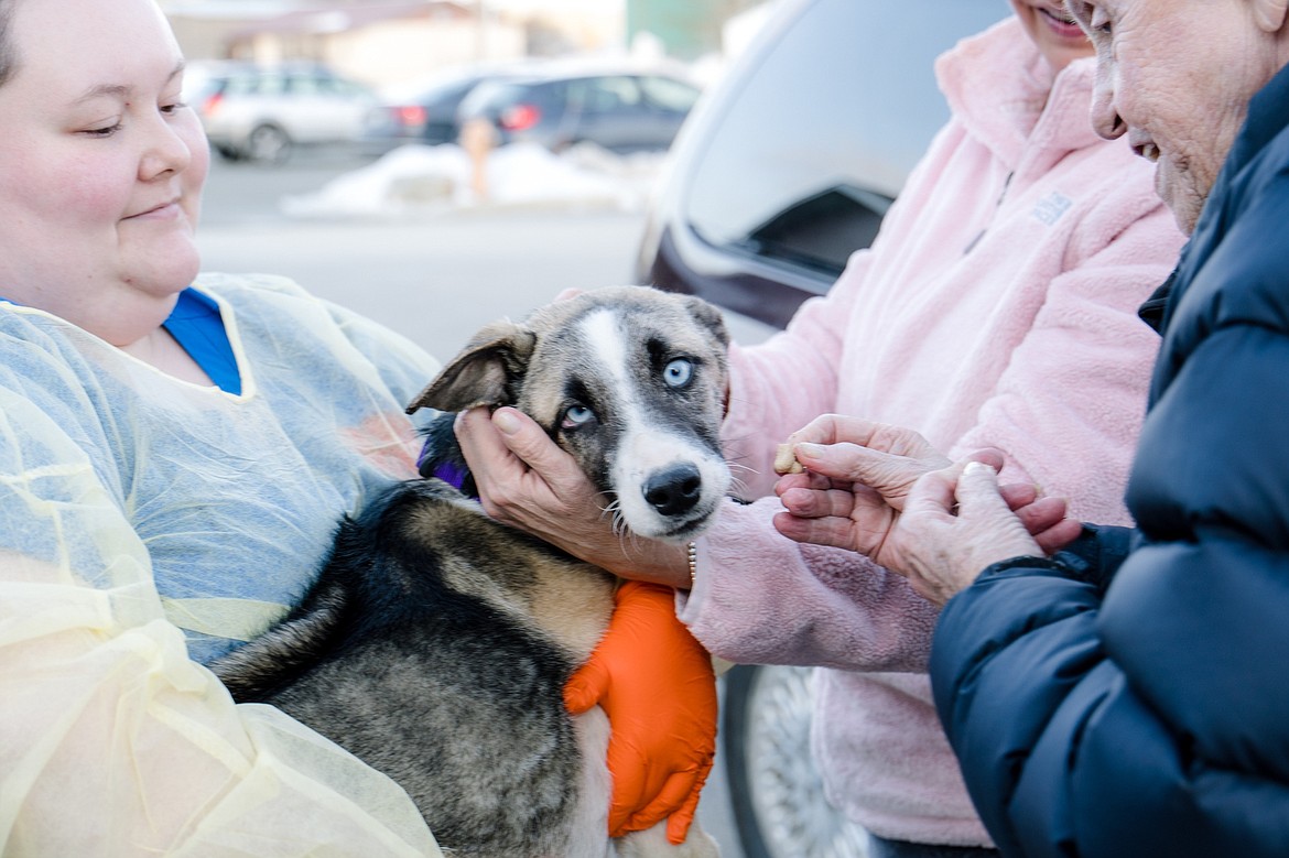 Miss Gingersnap, one of 31 Husky-type dogs found abandoned in the south and western parts of Bonner County, is offered a treat by Better Together Animal Alliance officials as she heads off to a foster home on Tuesday.