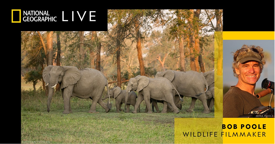 National Geographic Live with wildlife filmmaker Bob Poole will speak on Thursday, Jan. 26 at the Wachholz College Center.