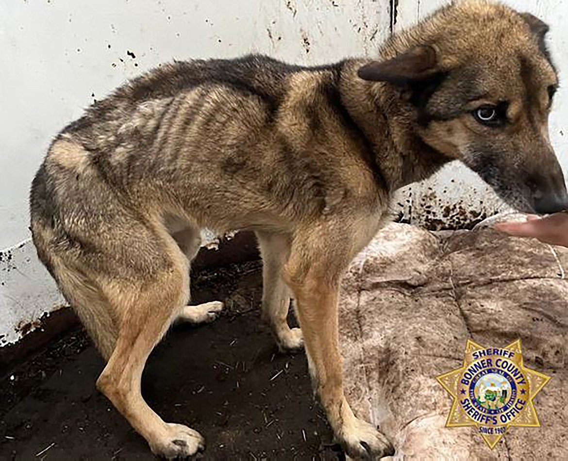 The condition of the Husky-type dogs found abandoned in the south and western part of Bonner is documented in this photo shared by the Bonner County Sheriff's Office.