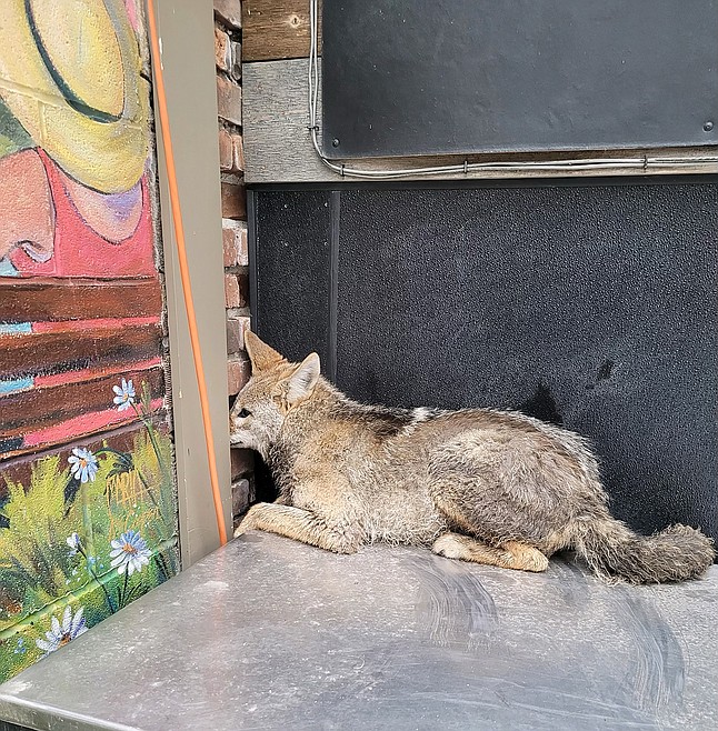 Coyote makes way into 219 | Coeur d'Alene Press