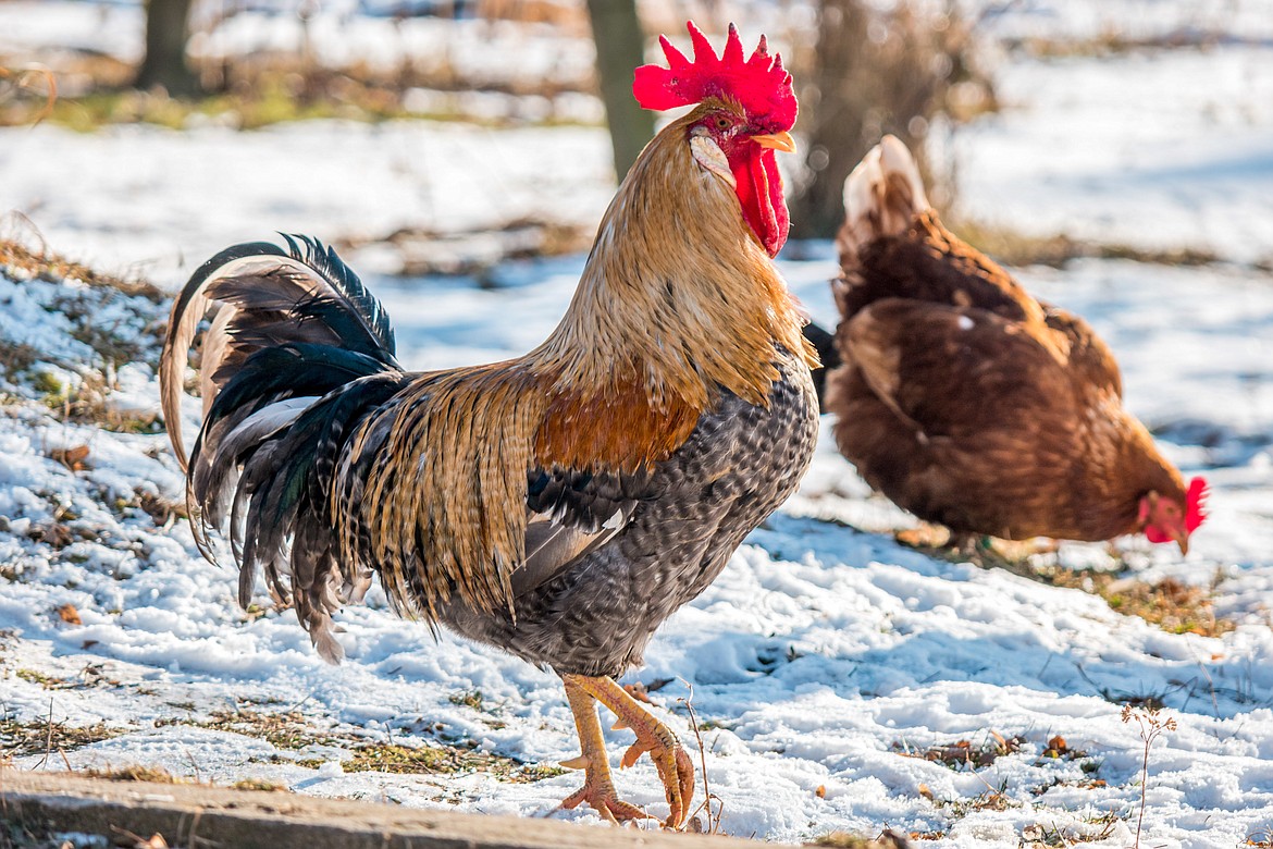 Making sure animals like chickens, cattle and other livestock have sufficient calories to burn to keep them warm can help them prosper during colder months.