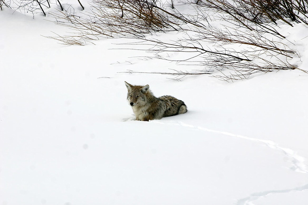 Unusual coyote behavior in the greater Sandpoint area is likely tied to the animals becoming too comfortable around people, Idaho Fish & Game officials said Friday.