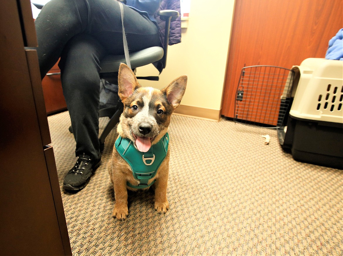 Floyd, a Red Heeler, sits in an office with his owner, May Thompson-Lehto, at the Coeur d'Alene Regional Chamber.