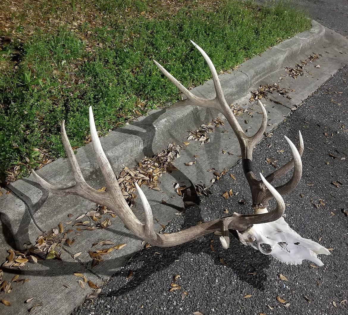 A bull elk skull from one of the illegal kills made by one of several out-of-state hunters in Garfield County. (Montana Fish, Wildlife and Parks photo)