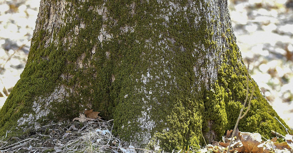 Is That Green Moss Killing My Trees? - Hyannis Country Garden